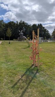 Ein Amberbaum auf dem Spielplatz Mühlenpark